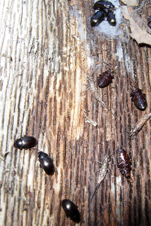 Sotto la corteccia del pino silvestre